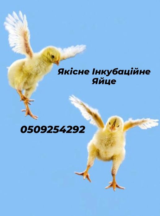 Бройлера яйця інкубаційні
