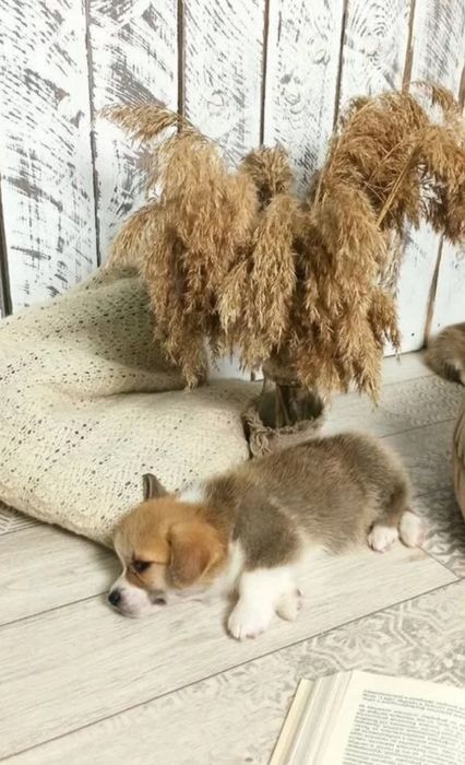 Милые щеночки Корги. Питомник
