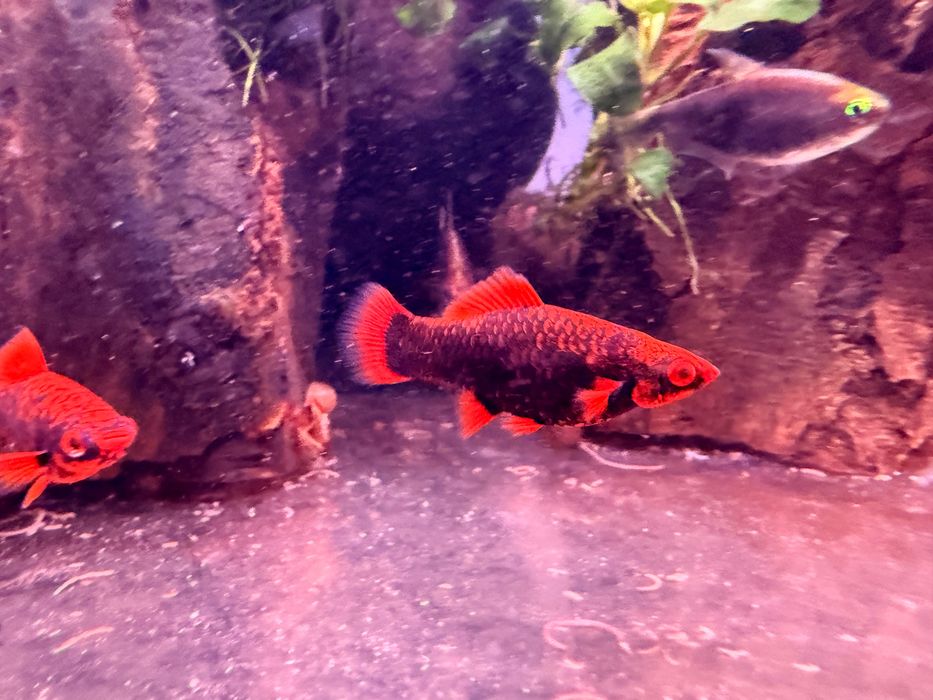Mieczyk RED RUBY Alfa-wysyłam