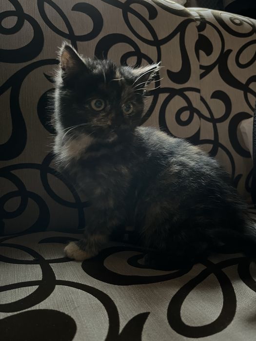 Віддам милих кошенят у добрі руки