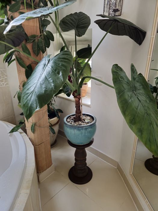 Alocasia+kolumna