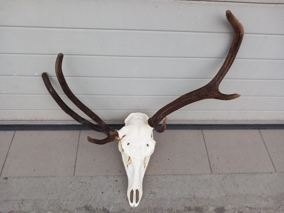 Myłkus, Poroże, Wieniec, Rogi, Jeleń