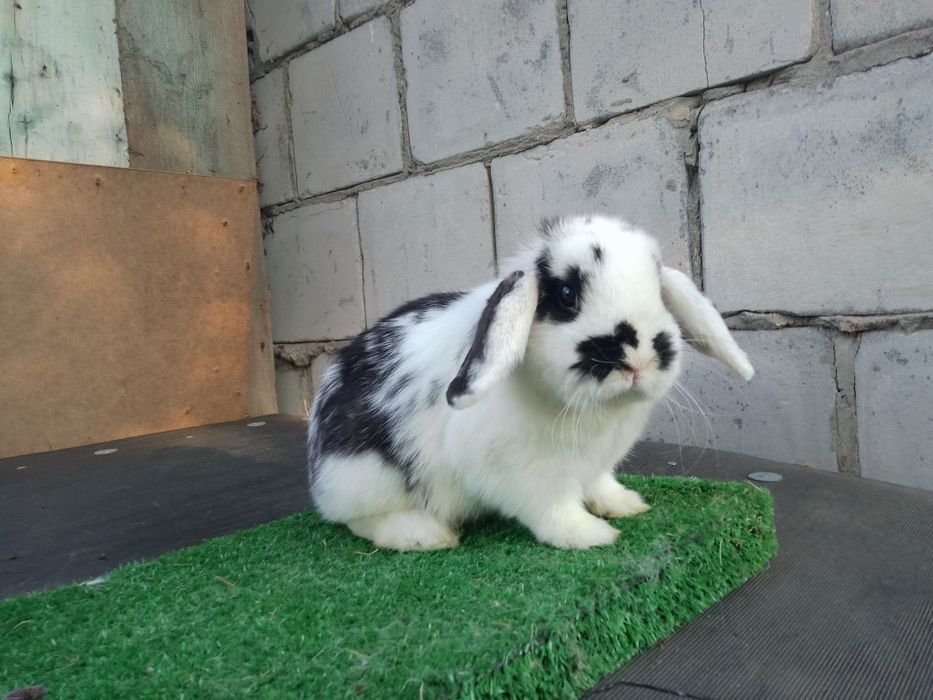 Mini lop baranek miniaturka metryka legalna hodowla