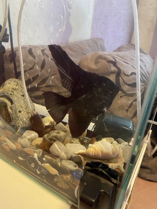 Аквариум рыбка скалярия