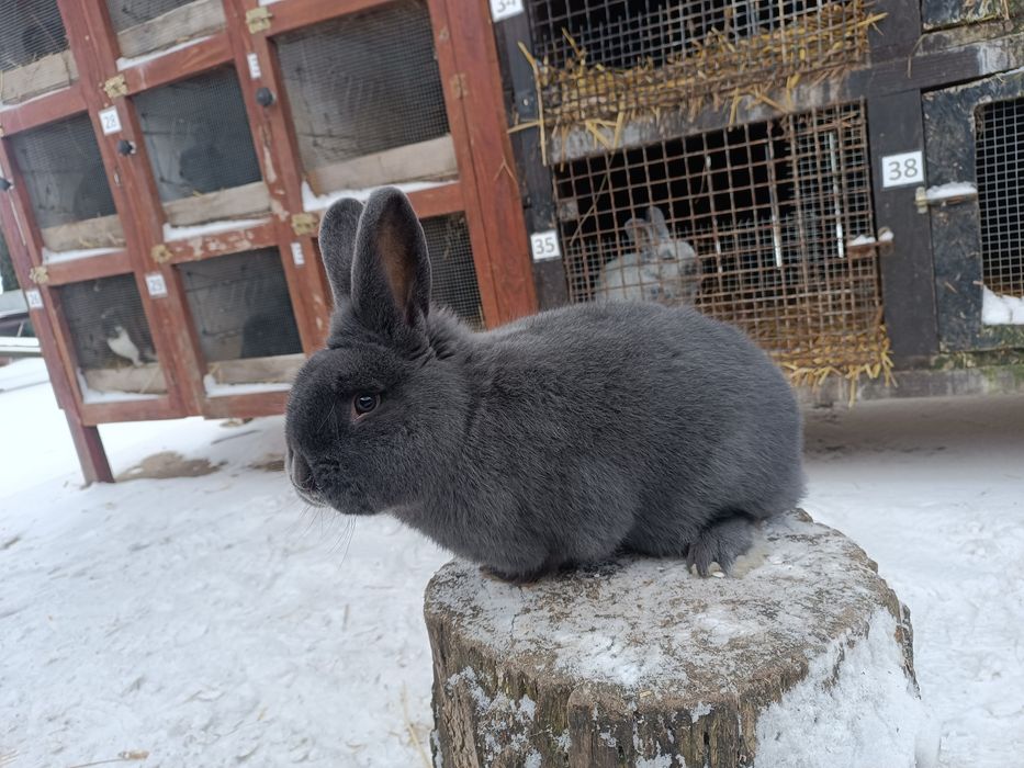 Króliki Wiedeńskie Niebieskie