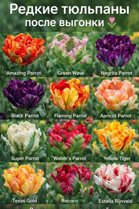 Цибулини тюльпанів після вигонки