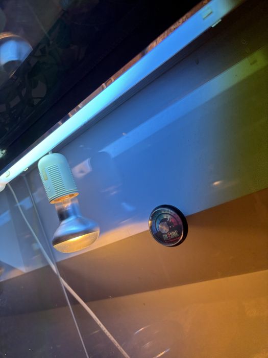 Gekon lamparci wraz z terrarium komplet akwarium