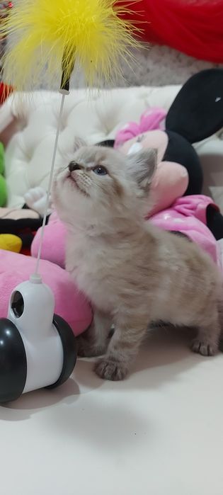 Котята Невские маскарадные