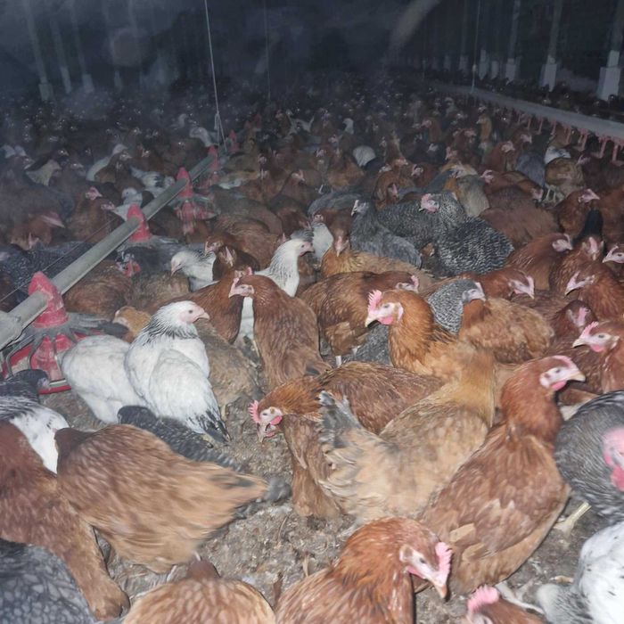 Kury nioski, odchowane