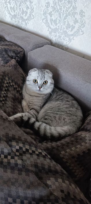 Породисті кошенята