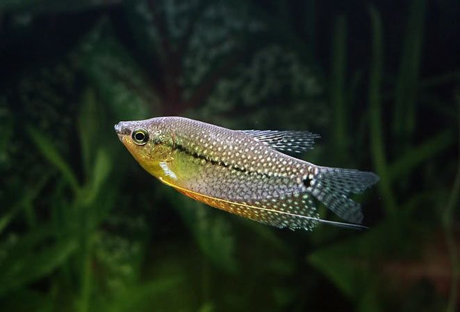 Gurami mozaikowy