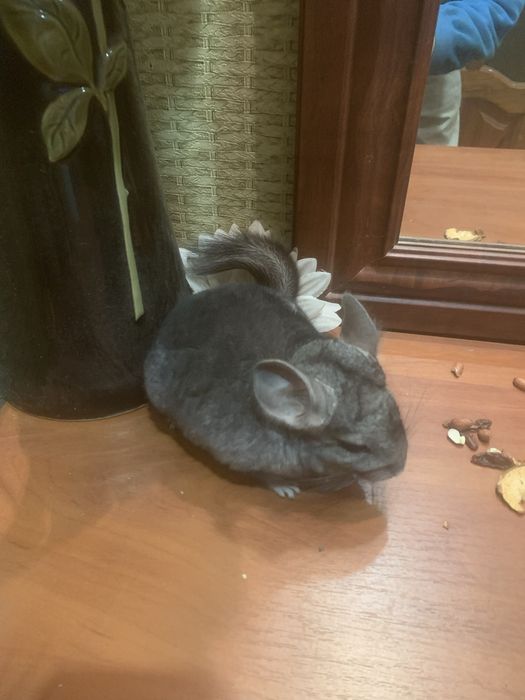 Домашні ручні гризуни