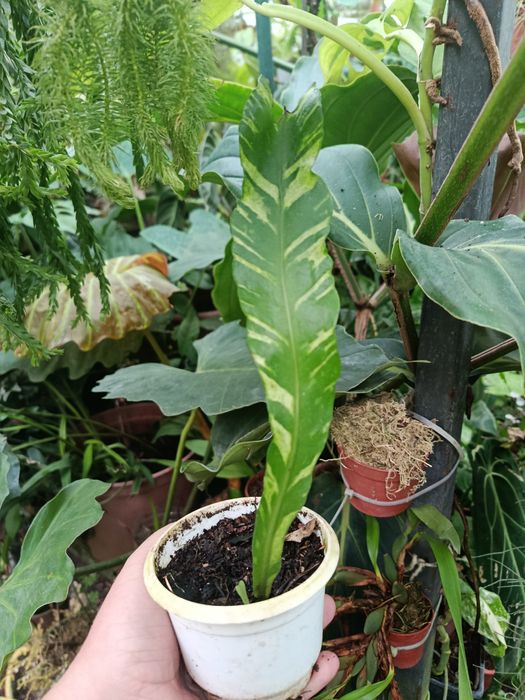 Папороть поліподіум polypodium variegata