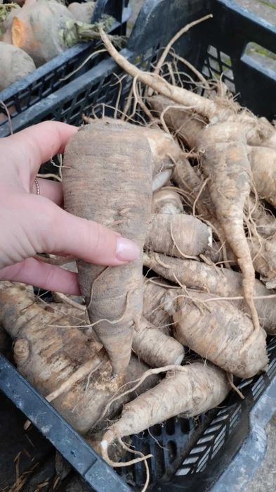 Warzywa,Soki ,Oleje  od Młodego Rolnika