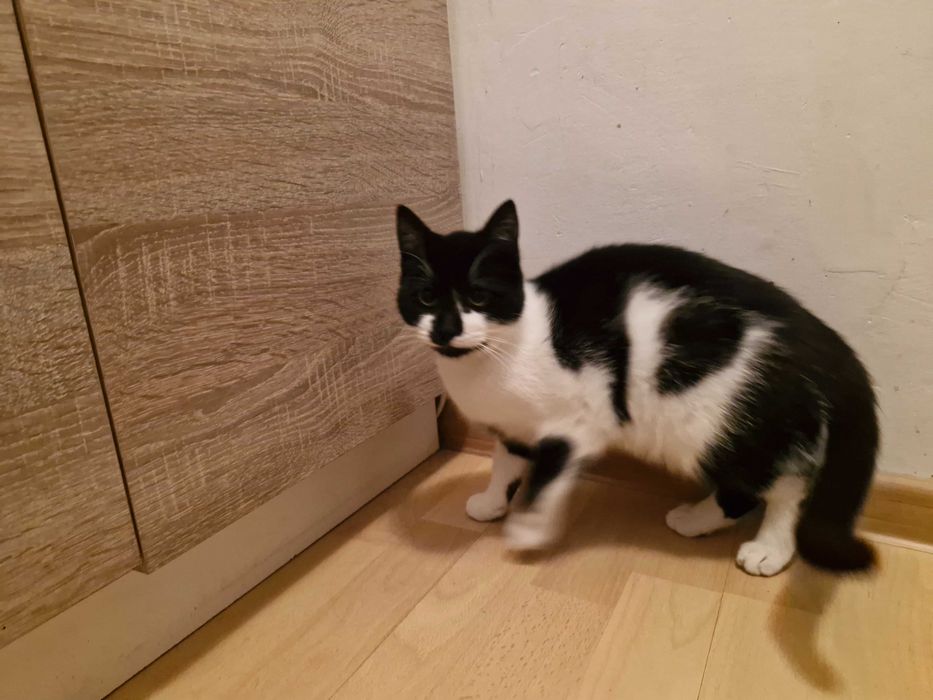 Bezdomna kotka do adopcji