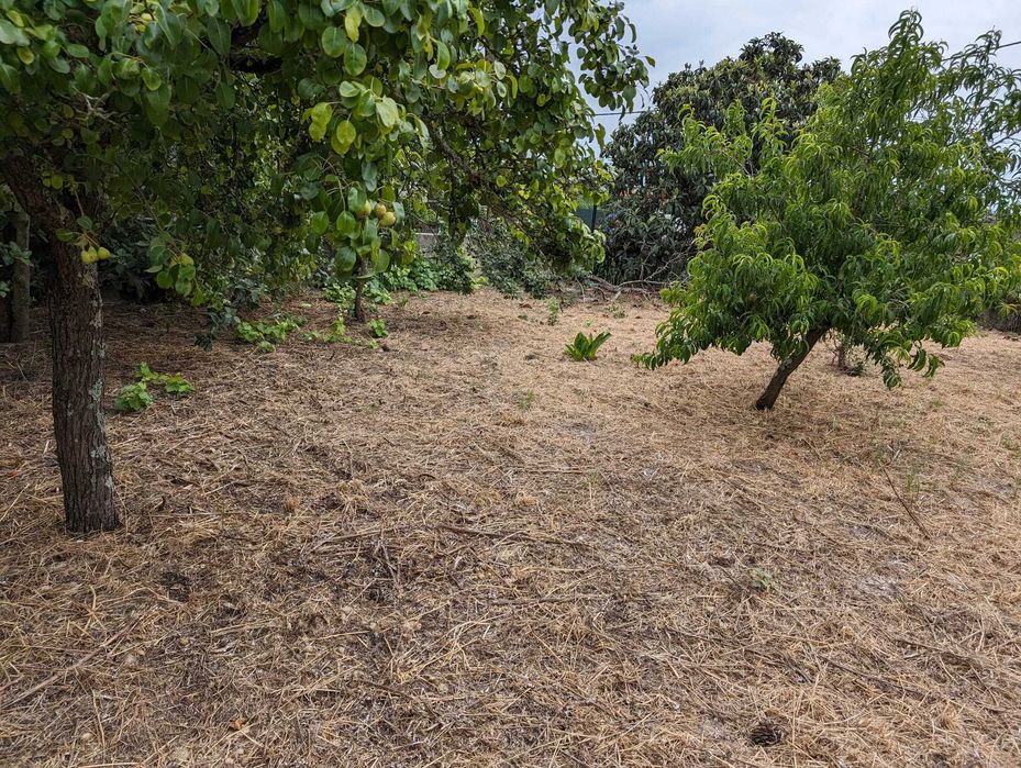Terreno na Verdizela