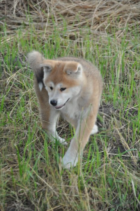 Дівчинка акіта іну японська акіта