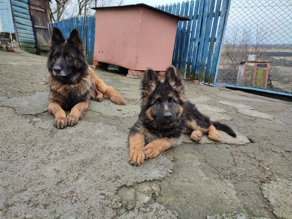 Гарна дівчинка ДШ з документами ККУ.  Дата народження 15.09.2025