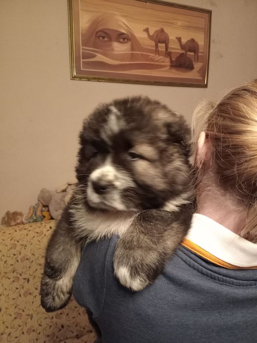 Цуценята кавказької вівчарки