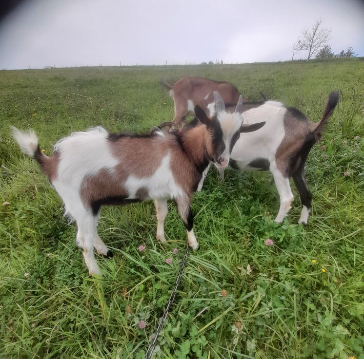 Sprzdam kozy mleczne
