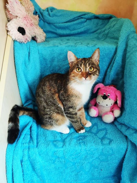 Вінниця! Симпатична кішечка шукає дім!