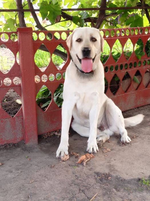 Лабрадор для в'язки