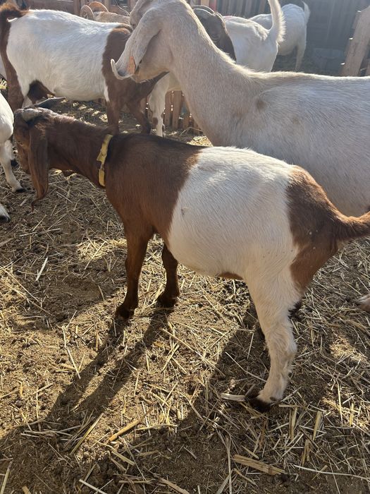 Cabrito Boer……..