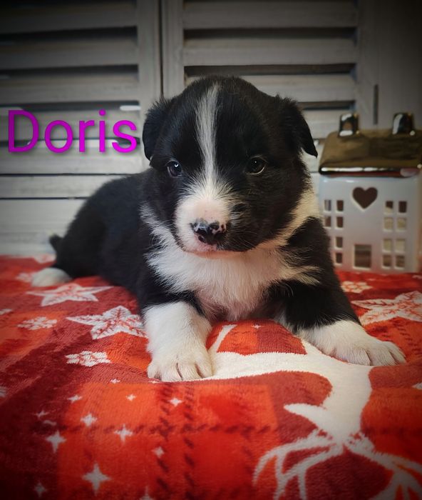 Border collie śliczna suczka przebadani rodzice