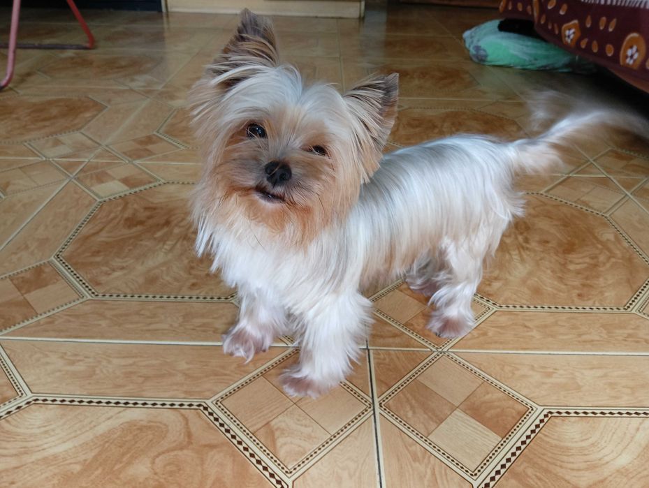 Szczeniak Yorkshire Terrier - piesek