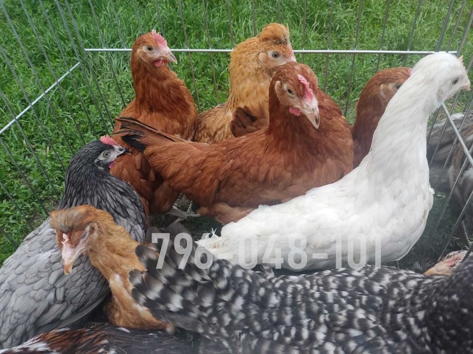 Kury Nioski Kolorowe Rosa Dominant Leghorn Lohman Leghorn