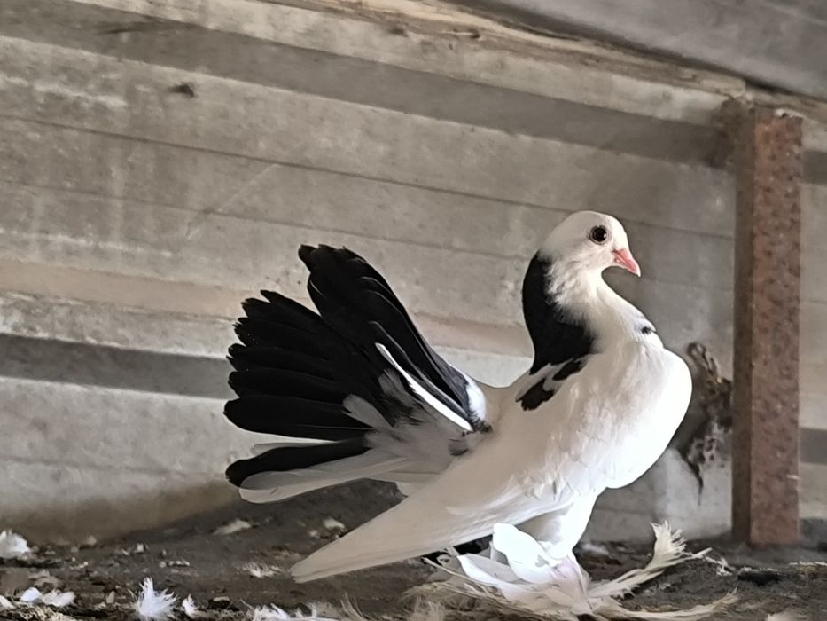 Pombos fantasia várias raças