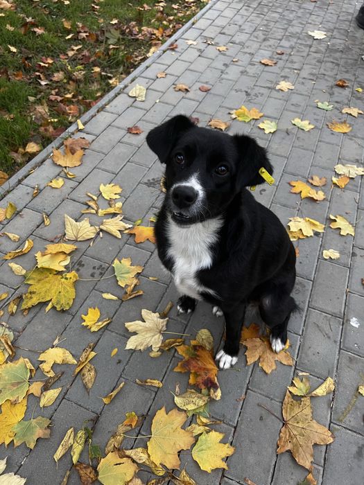 Собачка ищет дом