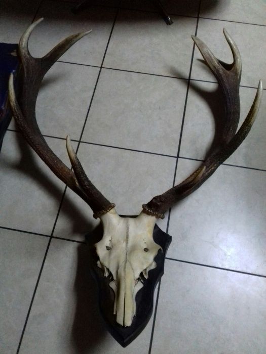 Рога Оленя нелакировані