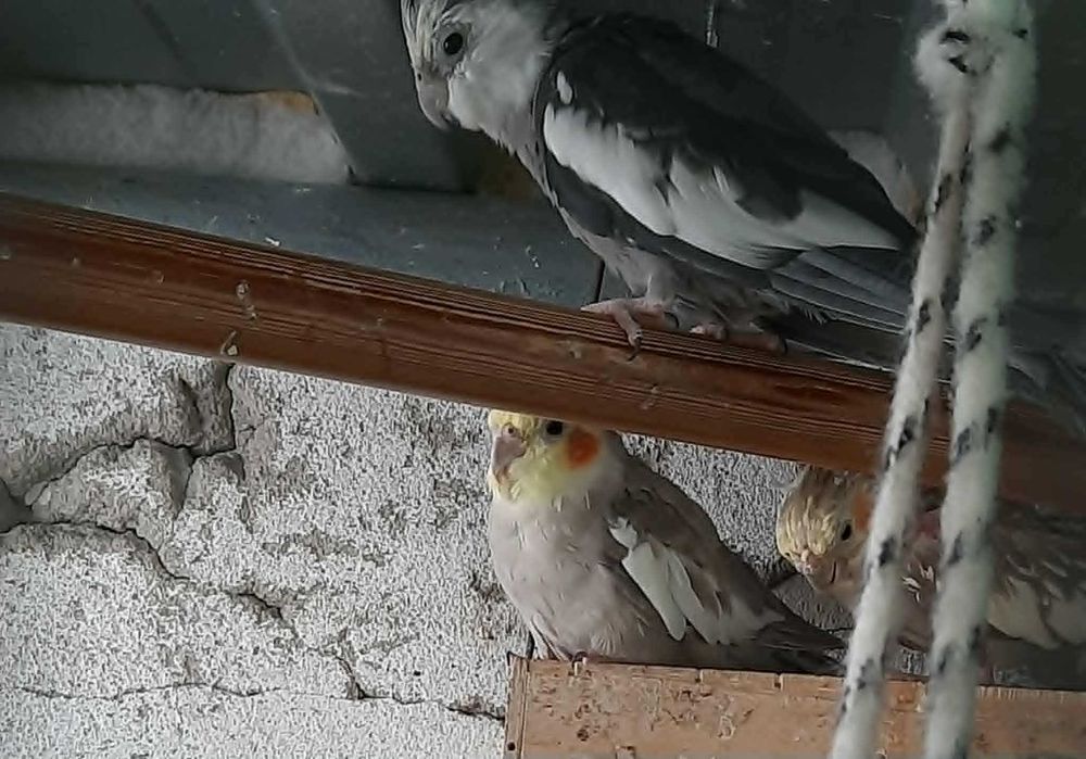 Papugi Nimfy – samce i samice na sprzedaż