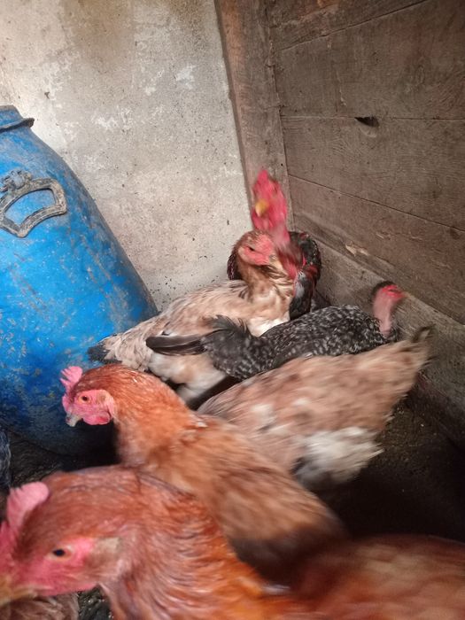 Galinhas poedeiras e galinhas de raca