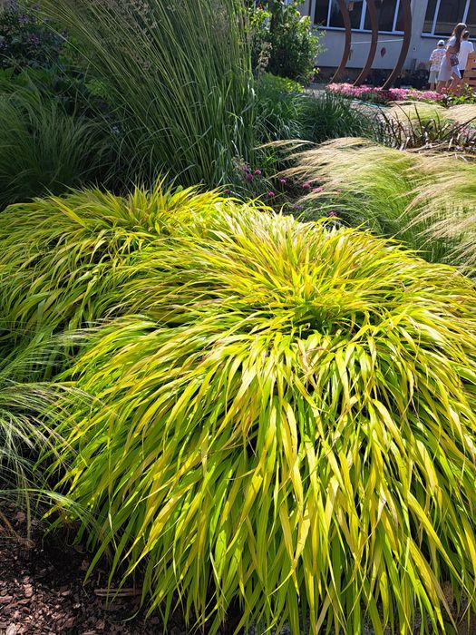 Trawy ozdobne - miskanty, rozplenice, turzyce, hakonechloa