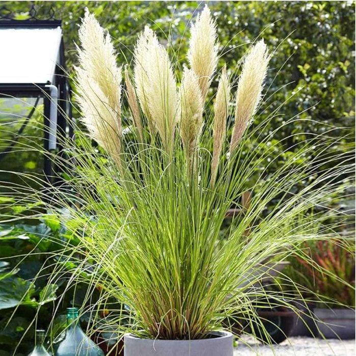 Trawa pampasowa "Tiny Pampa", niska, kompaktowa, unikat!