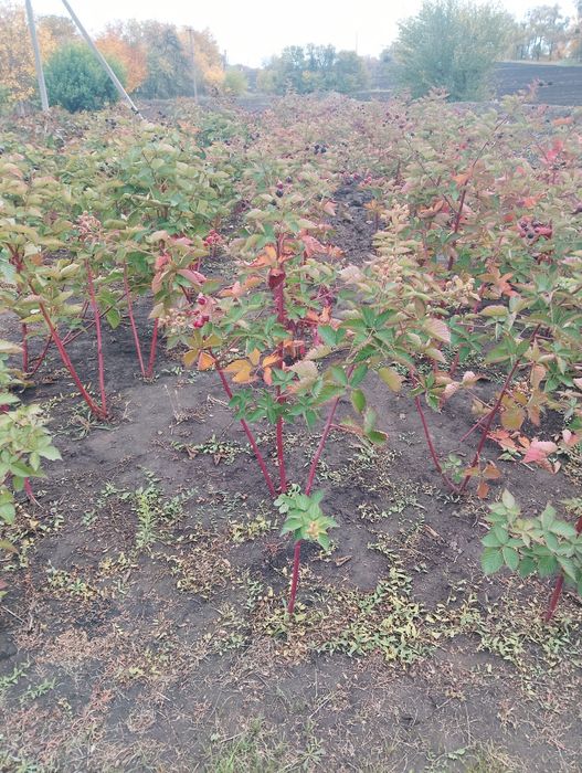 Саджанці рем.ожини