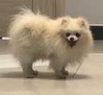 Szpic miniaturowy-pies