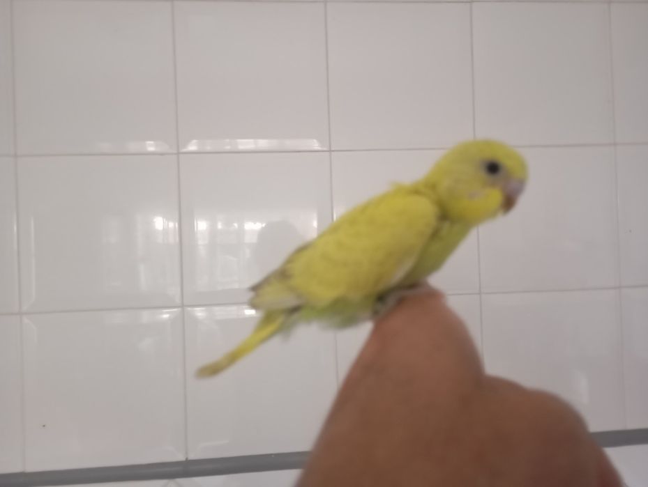 Caturras e periquitos bebés
