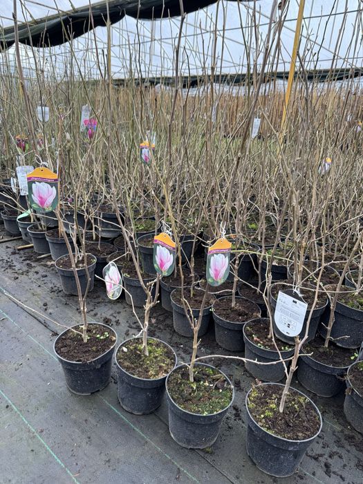 Magnolia w doniczce 3l