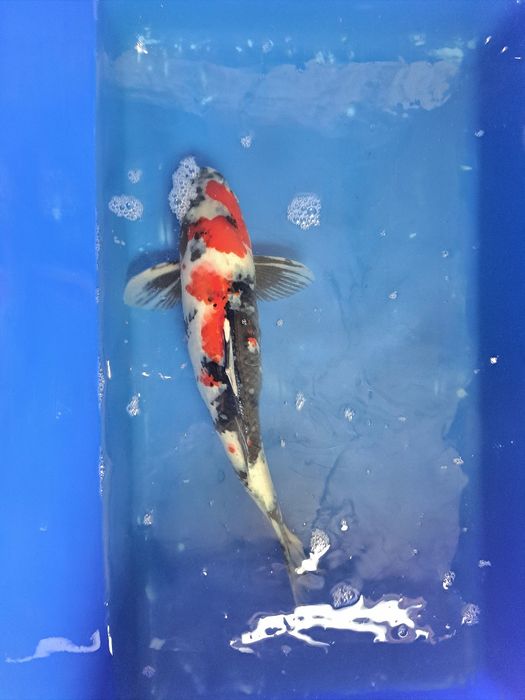 Karpie koi japonskie