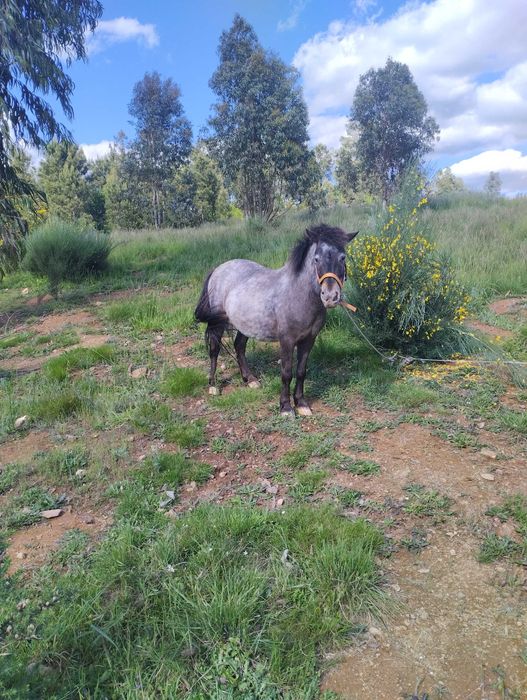 Ponei fêmea Appaloosa prenha