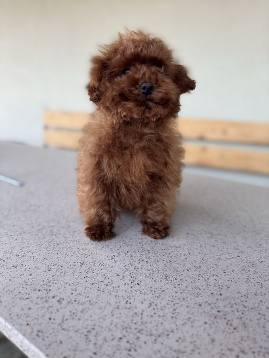 Ттікап пудель редбраун