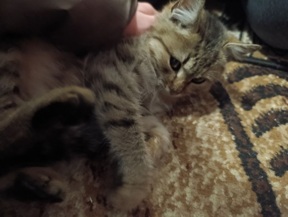 Отдам котенка бесплатно