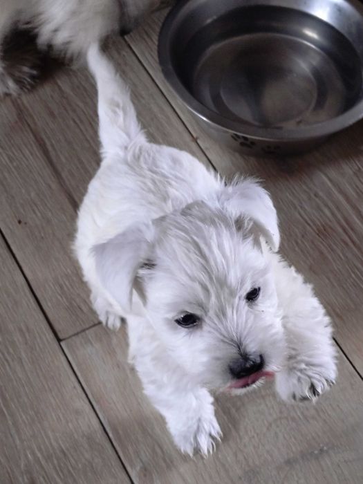 West highland terrier