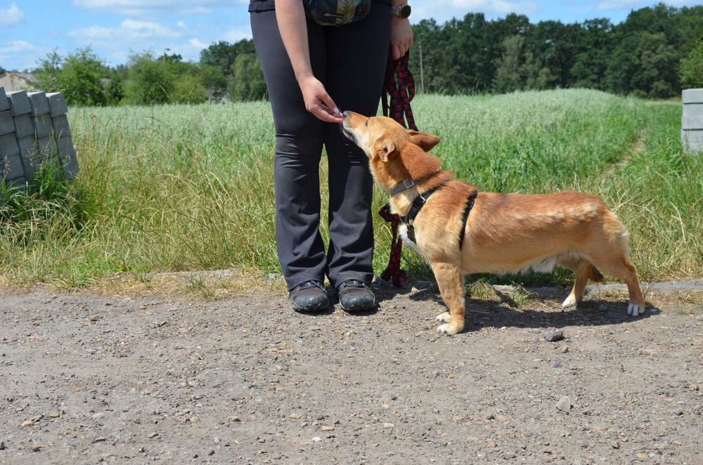 Dobby – około 2-letni psiak, który uczy się bliskości człowieka