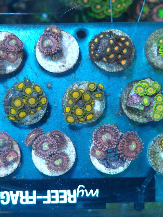 Corais agua salgada Frags de zoas