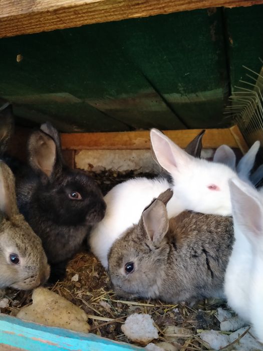 Кролики різного віку