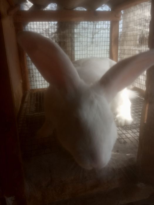 Кролі Термонці та Європейське срібло